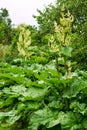 New green leaves and flowers of rhubarb in early spring in the vegetable garden. Royalty Free Stock Photo