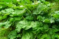 New green leaves and flowers of rhubarb in early spring in the vegetable garden. Royalty Free Stock Photo