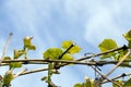 New green leaves of grapes Royalty Free Stock Photo