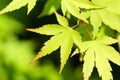 New green leaves Royalty Free Stock Photo