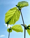 New green leaves on a linden branch. Young fresh foliage against a blue sky. Spring time Royalty Free Stock Photo