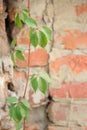 New green leaves of wild grapes on the background of an old brick wall, selective focus Royalty Free Stock Photo