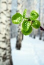 New green leaves at winter Royalty Free Stock Photo