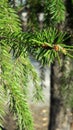 New green needles on spruce, spring, sun
