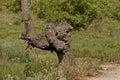 New green shoots of a weeping willow tree with cut branches, Nisovo