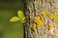 New green spring leaf on a tree trunk Royalty Free Stock Photo