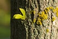 New green spring leaf on a tree trunk Royalty Free Stock Photo