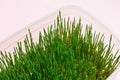 Green Sprouted Wheat Grass for detox and raw food diet. Healthy life Royalty Free Stock Photo