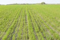 New green sprouts of winter wheat in a large field go to the horizon in long rows. Spring landscape. Royalty Free Stock Photo