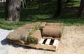 New green turf grass rolls stacked in a pile on wooden pallet