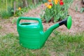 New green watering can standing on grass Royalty Free Stock Photo