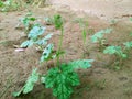 New grew vine of an Indian vegetable in wet soil Royalty Free Stock Photo