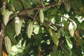 New growing cacao pods on branch