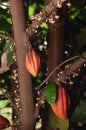 New growing cacao pods