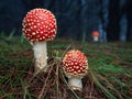 New growing fly agaric or Amanita muscaria mushrooms near a pine forest Royalty Free Stock Photo