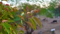 New growing leaves of Jaam Jambul Jamun or Jamblang Syzygium cumini on branch of tree