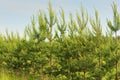 New growing pine forest Royalty Free Stock Photo