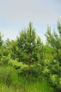 New growing pine forest Royalty Free Stock Photo