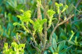 New growth budding out in forest. A bush of rose with a beautiful bokeh. Royalty Free Stock Photo