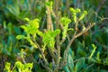 New growth budding out in forest. A bush of rose with a beautiful bokeh. Royalty Free Stock Photo