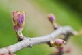 New growth budding out from grapevine Royalty Free Stock Photo