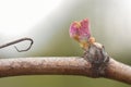 New growth budding out from grapevine