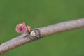 New growth budding out from grapevine