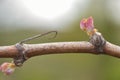 New growth budding out from grapevine