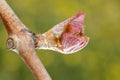 New growth budding out from grapevine Vineyard. Royalty Free Stock Photo