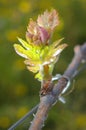 New growth budding out from grapevine Vineyard. Royalty Free Stock Photo