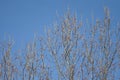 New growth or buds in the branches of large Oak tree Royalty Free Stock Photo