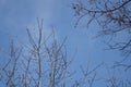 New growth or buds in the branches of large Oak tree Royalty Free Stock Photo