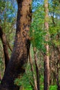 New Growth On A Burnt Eucalyptus Tree Trunk In The Victorian Outback Of Australia. Royalty Free Stock Photo