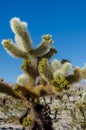 New Growth on Cholla Cactus