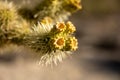 New Growth On Cholla Cactus Close Up