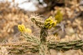 New Growth on A Cholla Cactus In Guadalupe Mountians