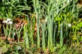 New growth of Daffodils on a sunny February day Royalty Free Stock Photo