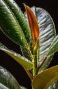 New growth on ficus elastica `abidjan`.