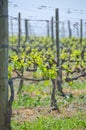 New Growth on Grapevines in Tuscany Royalty Free Stock Photo