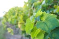Morning green grapevine Royalty Free Stock Photo