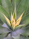 New Growth, Green Shrub, Agave Attenuata Royalty Free Stock Photo