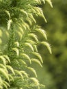 New growth on a Japanese cedar tree Royalty Free Stock Photo