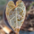 new growth leaf anthurium crystalinum after watering Royalty Free Stock Photo