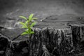 New growth from old concept. Recycled tree stump growing a new sprout or seedling. Aged old log with warm gray texture and rings. Royalty Free Stock Photo