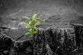 New growth from old concept. Recycled tree stump growing a new sprout or seedling. Aged old log with warm gray texture and rings. Royalty Free Stock Photo