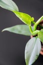 New growth ona philodendron hastatum.