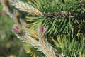 New growth on pine tree branches