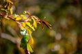 New Growth on a Rose Bush at the Start of Spring Royalty Free Stock Photo