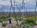 Flinders Chase after bushfires, Kangaroo Island Royalty Free Stock Photo