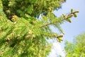 New growth of spruce tree Royalty Free Stock Photo